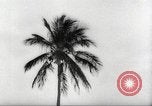 Image of coconut palm tree San Juan Puerto Rico, 1931, second 40 stock footage video 65675060220