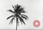 Image of coconut palm tree San Juan Puerto Rico, 1931, second 41 stock footage video 65675060220
