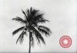 Image of coconut palm tree San Juan Puerto Rico, 1931, second 42 stock footage video 65675060220
