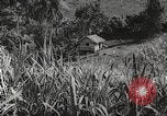 Immagine di I contadini Puerto Rico, 1931, secondo 54 filmato di repertorio 65675060222