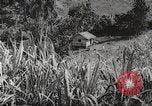 Immagine di I contadini Puerto Rico, 1931, secondo 55 filmato di repertorio 65675060222