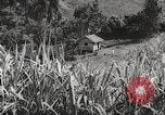 Immagine di I contadini Puerto Rico, 1931, secondo 56 filmato di repertorio 65675060222