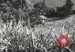 Immagine di I contadini Puerto Rico, 1931, secondo 57 filmato di repertorio 65675060222