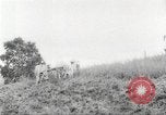 Immagine di I contadini Puerto Rico, 1931, secondo 60 filmato di repertorio 65675060222