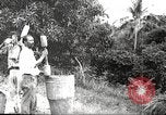 Immagine di Piantagione di caffè Puerto Rico, 1931, secondo 16 filmato di repertorio 65675060223