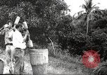 Immagine di Piantagione di caffè Puerto Rico, 1931, secondo 17 filmato di repertorio 65675060223