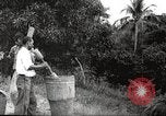 Immagine di Piantagione di caffè Puerto Rico, 1931, secondo 18 filmato di repertorio 65675060223