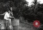 Immagine di Piantagione di caffè Puerto Rico, 1931, secondo 19 filmato di repertorio 65675060223