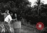 Immagine di Piantagione di caffè Puerto Rico, 1931, secondo 20 filmato di repertorio 65675060223