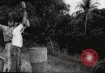 Immagine di Piantagione di caffè Puerto Rico, 1931, secondo 21 filmato di repertorio 65675060223