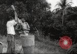 Immagine di Piantagione di caffè Puerto Rico, 1931, secondo 22 filmato di repertorio 65675060223