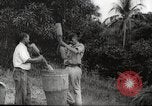 Immagine di Piantagione di caffè Puerto Rico, 1931, secondo 23 filmato di repertorio 65675060223