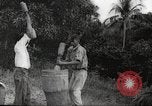 Immagine di Piantagione di caffè Puerto Rico, 1931, secondo 24 filmato di repertorio 65675060223
