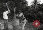 Immagine di Piantagione di caffè Puerto Rico, 1931, secondo 25 filmato di repertorio 65675060223