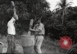 Immagine di Piantagione di caffè Puerto Rico, 1931, secondo 27 filmato di repertorio 65675060223