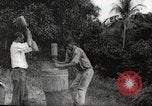 Immagine di Piantagione di caffè Puerto Rico, 1931, secondo 28 filmato di repertorio 65675060223