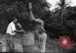 Immagine di Piantagione di caffè Puerto Rico, 1931, secondo 30 filmato di repertorio 65675060223