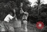 Immagine di Piantagione di caffè Puerto Rico, 1931, secondo 31 filmato di repertorio 65675060223