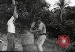 Immagine di Piantagione di caffè Puerto Rico, 1931, secondo 32 filmato di repertorio 65675060223