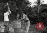 Immagine di Piantagione di caffè Puerto Rico, 1931, secondo 33 filmato di repertorio 65675060223