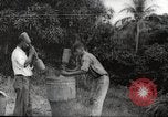 Immagine di Piantagione di caffè Puerto Rico, 1931, secondo 34 filmato di repertorio 65675060223
