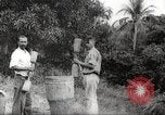 Immagine di Piantagione di caffè Puerto Rico, 1931, secondo 35 filmato di repertorio 65675060223