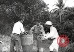 Immagine di Piantagione di caffè Puerto Rico, 1931, secondo 40 filmato di repertorio 65675060223