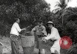 Immagine di Piantagione di caffè Puerto Rico, 1931, secondo 41 filmato di repertorio 65675060223