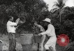 Immagine di Piantagione di caffè Puerto Rico, 1931, secondo 42 filmato di repertorio 65675060223