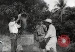 Immagine di Piantagione di caffè Puerto Rico, 1931, secondo 43 filmato di repertorio 65675060223