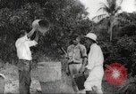 Immagine di Piantagione di caffè Puerto Rico, 1931, secondo 44 filmato di repertorio 65675060223