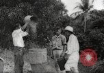 Immagine di Piantagione di caffè Puerto Rico, 1931, secondo 45 filmato di repertorio 65675060223
