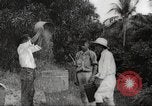 Immagine di Piantagione di caffè Puerto Rico, 1931, secondo 46 filmato di repertorio 65675060223