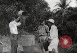 Immagine di Piantagione di caffè Puerto Rico, 1931, secondo 47 filmato di repertorio 65675060223