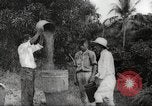 Immagine di Piantagione di caffè Puerto Rico, 1931, secondo 48 filmato di repertorio 65675060223