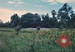 Immagine di Soldati statunitensi Saigon Vietnam Cu Chi, 1966, secondo 42 filmato di repertorio 65675060264