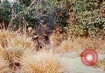 Image of 1st Infantry Division soldiers Vietnam, 1968, second 15 stock footage video 65675060283