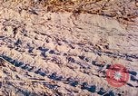 Image of 1st Infantry Division soldiers Vietnam, 1968, second 51 stock footage video 65675060284