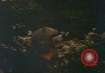Image of soldiers of Mobile Riverine Force Dong Tam Vietnam, 1968, second 37 stock footage video 65675060289