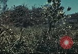 Image of United States troops Pacific Theater, 1945, second 25 stock footage video 65675060303