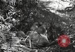 Standbild Marine Corps Pacific Theater, 1944, aus Sekunde 46 historischem Filmmaterial Videoclip 65675060321