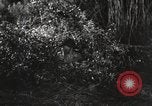 Standbild Marine Corps Pacific Theater, 1944, aus Sekunde 40 historischem Filmmaterial Videoclip 65675060322