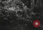 Standbild Marine Corps Pacific Theater, 1944, aus Sekunde 41 historischem Filmmaterial Videoclip 65675060322