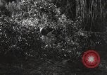 Standbild Marine Corps Pacific Theater, 1944, aus Sekunde 42 historischem Filmmaterial Videoclip 65675060322
