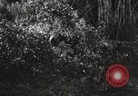 Standbild Marine Corps Pacific Theater, 1944, aus Sekunde 44 historischem Filmmaterial Videoclip 65675060322