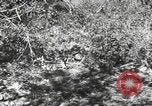 Standbild Marine Corps Pacific Theater, 1944, aus Sekunde 37 historischem Filmmaterial Videoclip 65675060324