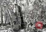 Standbild Marine Corps Pacific Theater, 1944, aus Sekunde 40 historischem Filmmaterial Videoclip 65675060324
