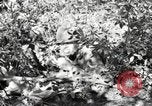 Standbild Marine Corps Pacific Theater, 1944, aus Sekunde 46 historischem Filmmaterial Videoclip 65675060324