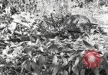 Standbild Marine Corps Pacific Theater, 1944, aus Sekunde 46 historischem Filmmaterial Videoclip 65675060327