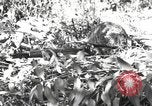 Standbild Marine Corps Pacific Theater, 1944, aus Sekunde 51 historischem Filmmaterial Videoclip 65675060327